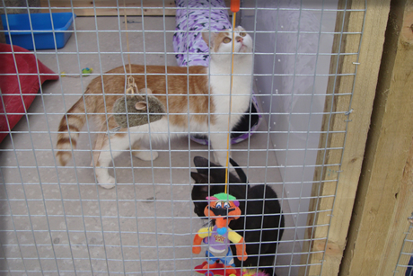 Lintmill Cattery